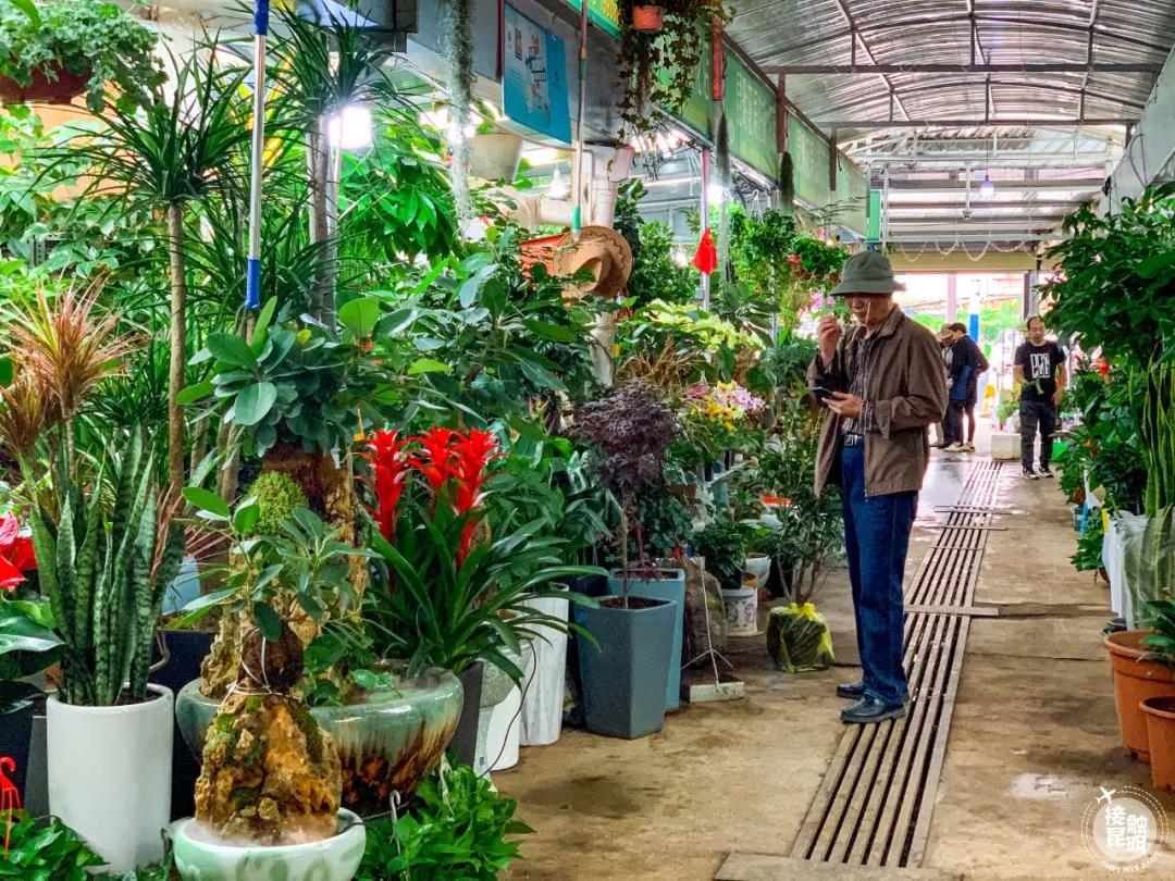 昆明鲜花进货渠道,昆明尚义花市