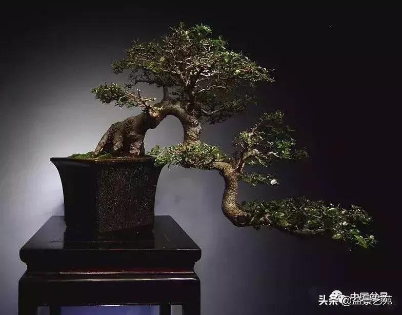 回旋飘枝盆景,带飘枝的室外盆景