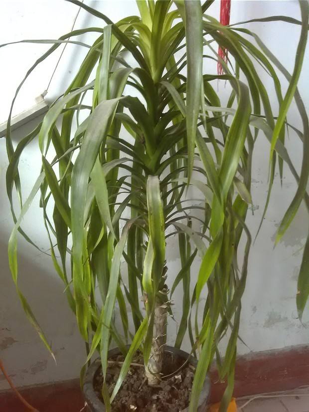 怎样能让龙血树多发杈,怎样让龙血树长侧枝