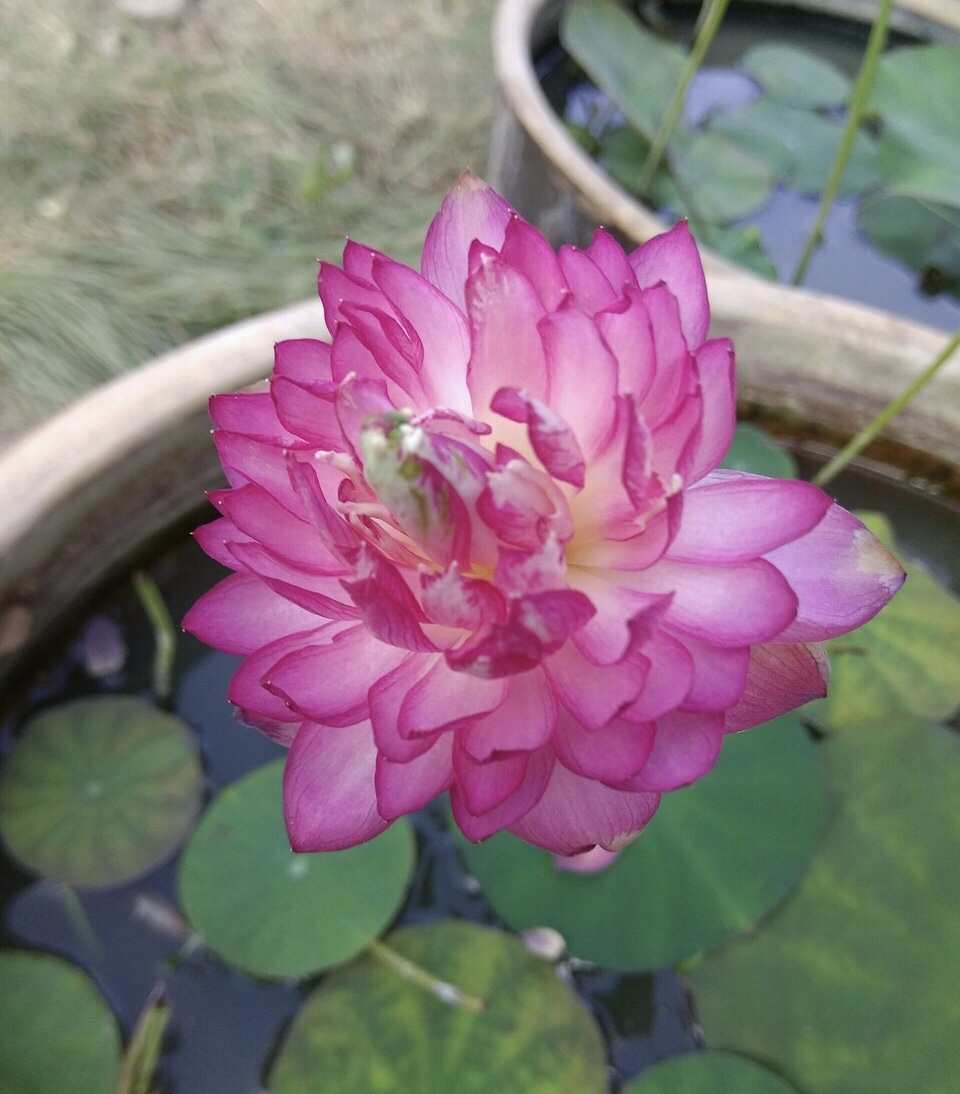 水培郁金香花期过后怎么处理叶子,4种花适合新手养漂亮好养