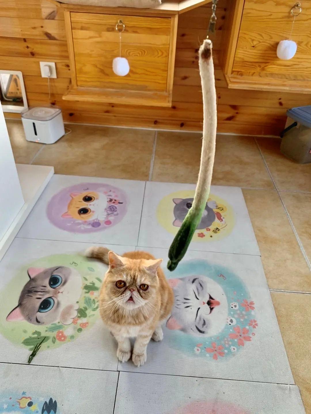 小猫咪为什么喜欢在阳光底下翻滚,小猫咪为什么爱偷袭