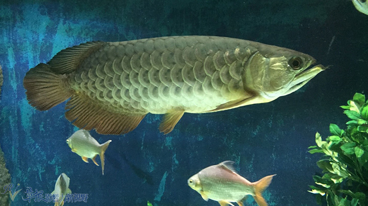 越南自驾游一日游视频,越南一日游芒街和谅山