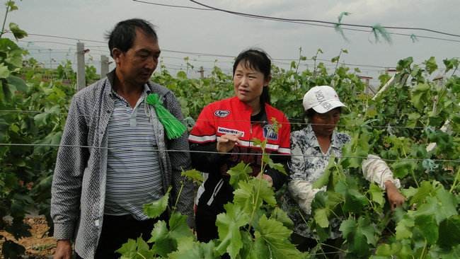 葡萄白粉病发病适宜温度是多少,高温天气葡萄软花怎么办