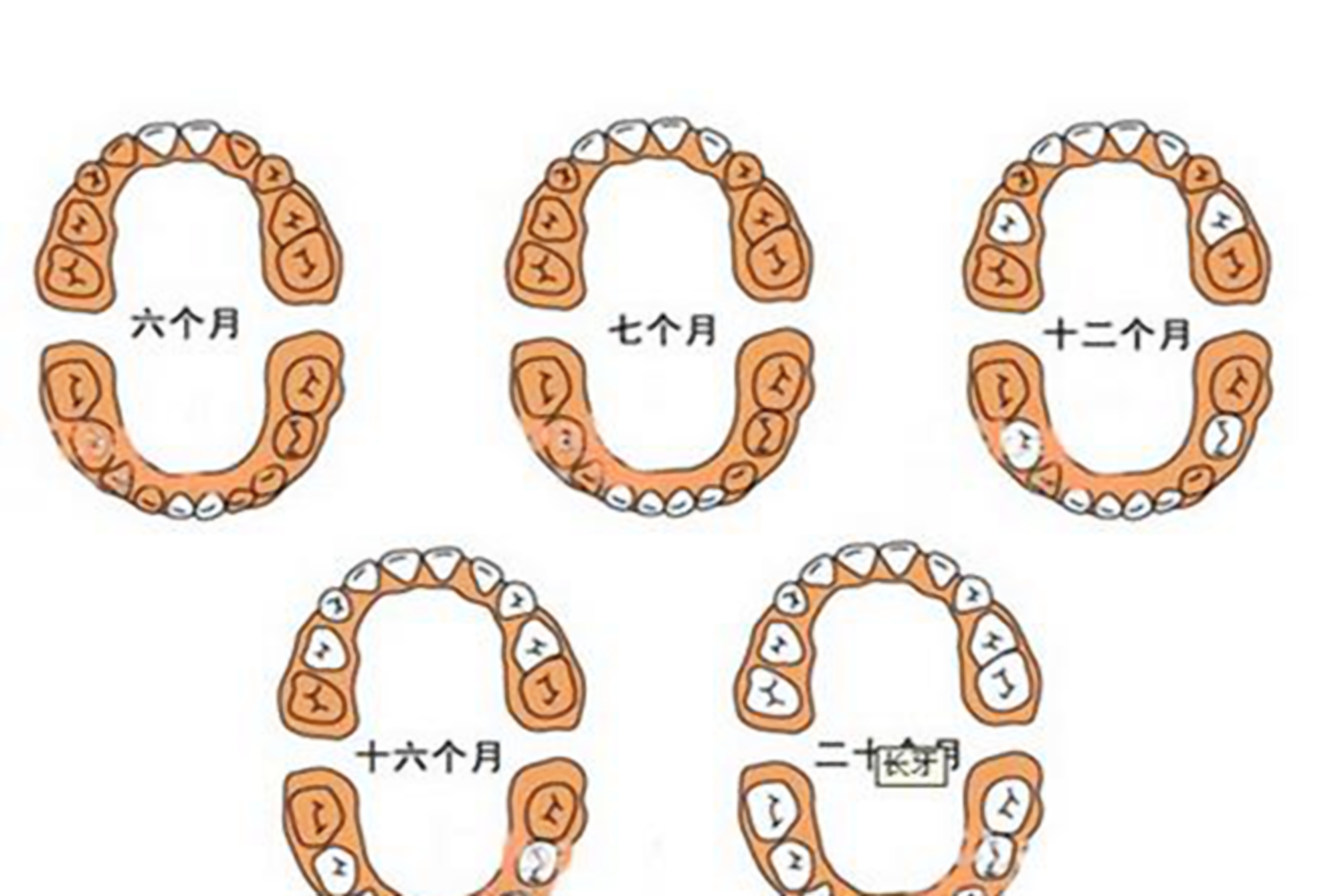 宝宝出牙早晚和咀嚼发育有关,安排好辅食添加,牙齿才能长得好