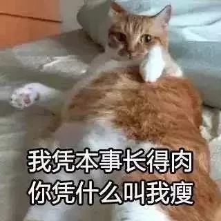 老一辈的猫长肿瘤了怎么办,猫咪身体里长了个肿瘤