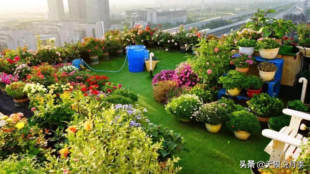露台打造花海,她用10年改造庭院