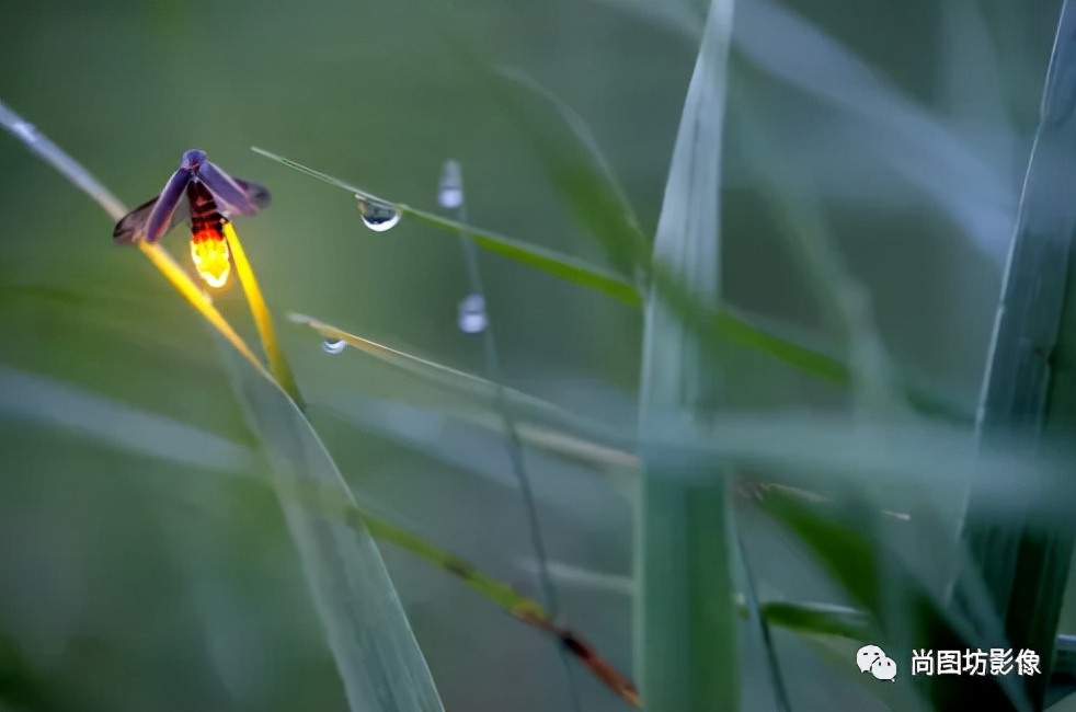 国际摄影展获奖作品,国际摄影获奖作品欣赏第88期
