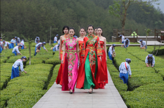 喝杯英山云雾茶静静，等等还未追上的灵魂