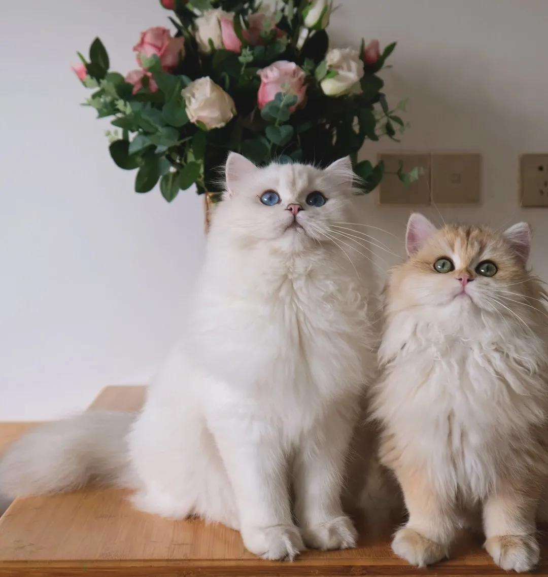 猫咪总是拉屎在地上怎么办,猫咪总是在一个地方乱拉屎怎么办