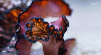 9.9恋爱游戏,9.9分恋爱番