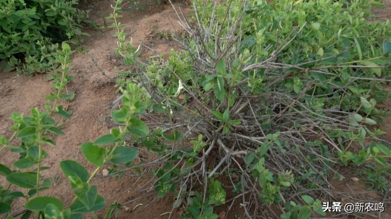 金银花得了枯枝病图片,金银花有枯枝怎么办