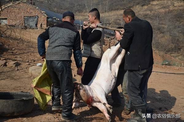 多省爆发牛皮肤病，三伏天不建议买牛，这些建议值得养牛人借鉴