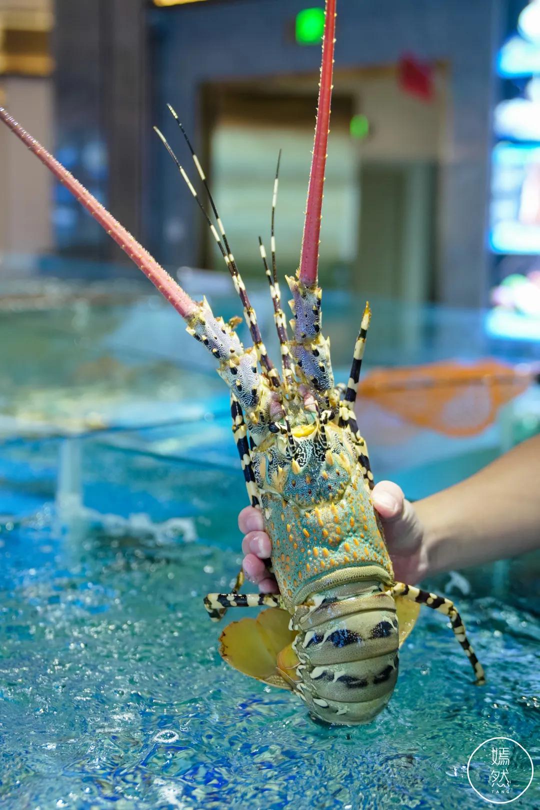 驶入厚街的「海鲜巨舰」,秋日鲜味来袭