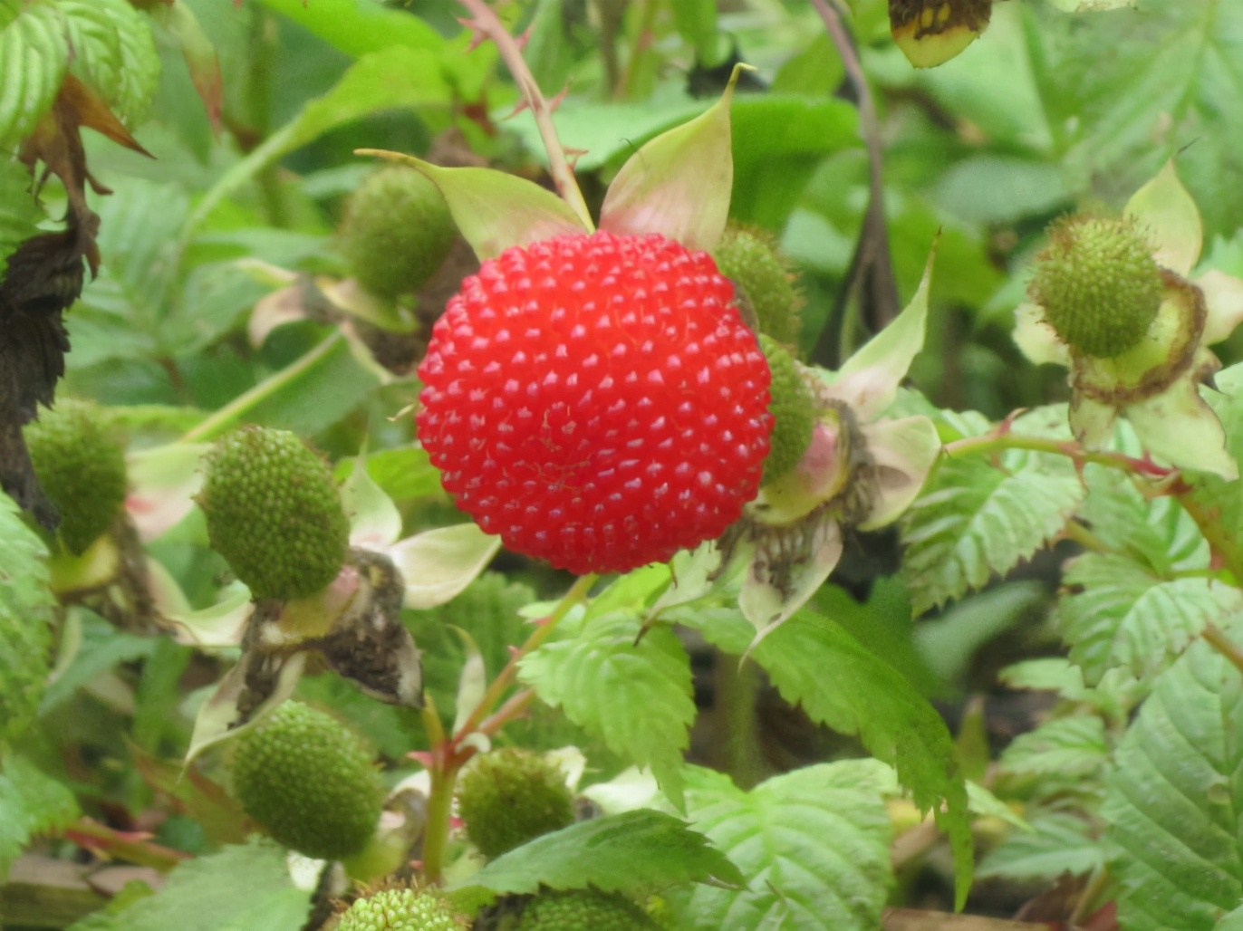百种果子简介,百种果实图片