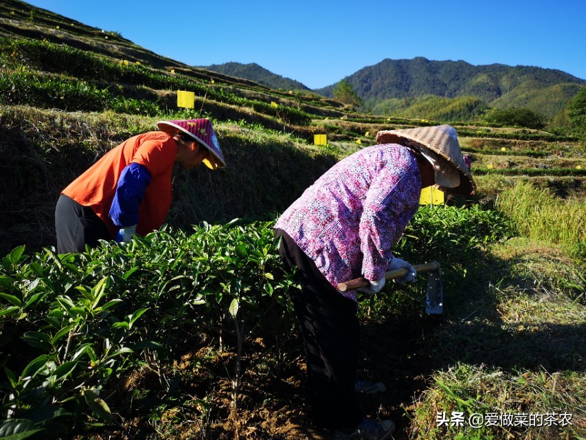 日照绿茶春茶好还是秋茶好,茶叶是明前好还是雨前好