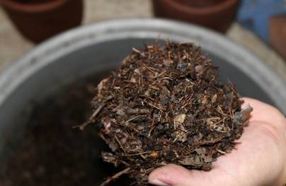 君子兰开花期间可以换盆吗,君子兰开花可以换盆浇透水吗