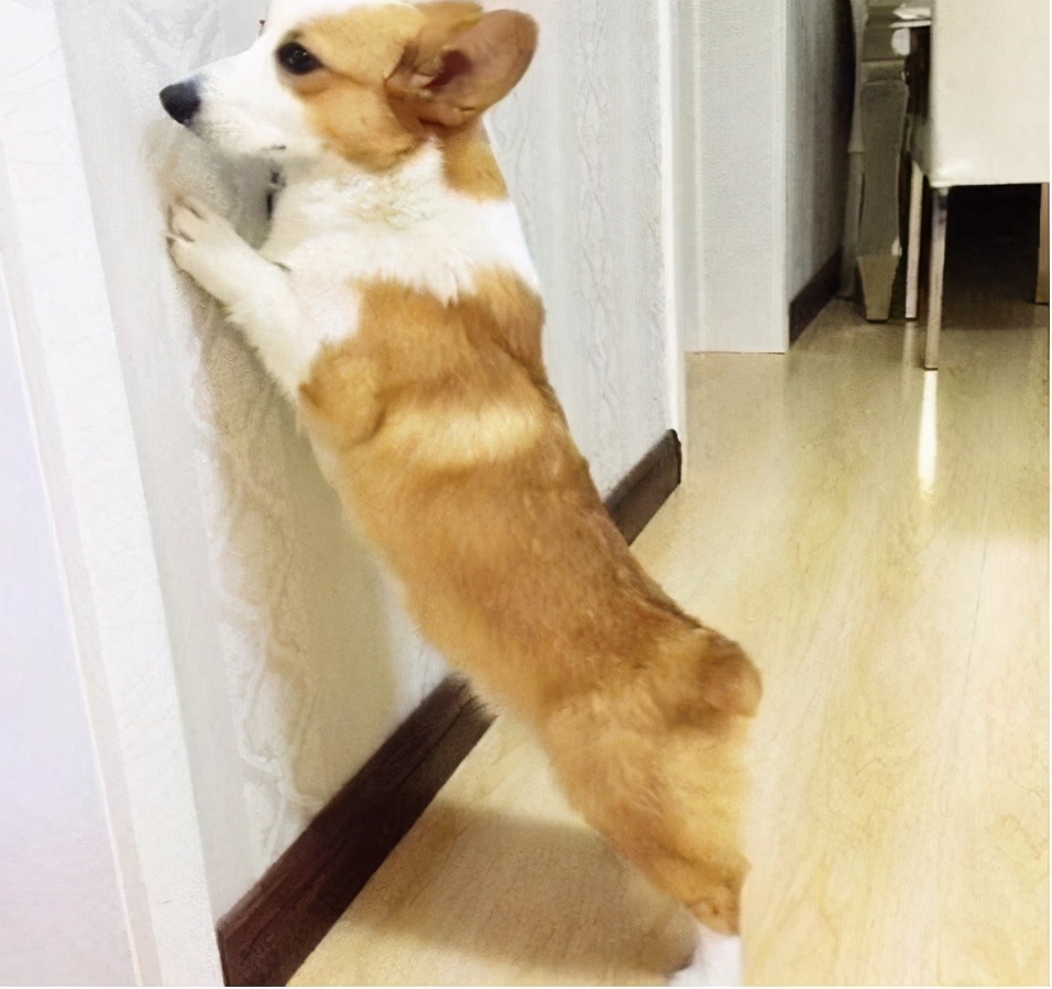 柯基犬的七个弱点最好不要吓唬它,柯基犬最讨厌的7件事