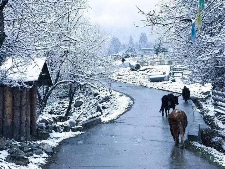 林芝十一月攻略,十月份林芝自驾旅游攻略