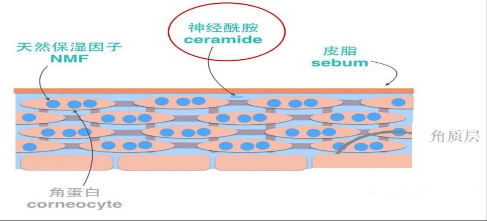 药学博士护肤品推荐,药学博士保湿化妆品