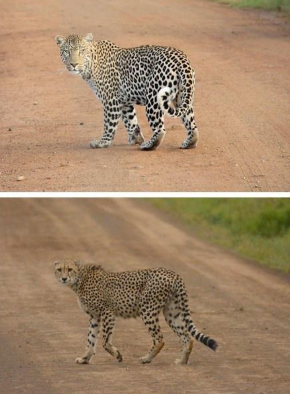 花豹捕食猎豹全过程,猎豹牛羚捕杀技巧