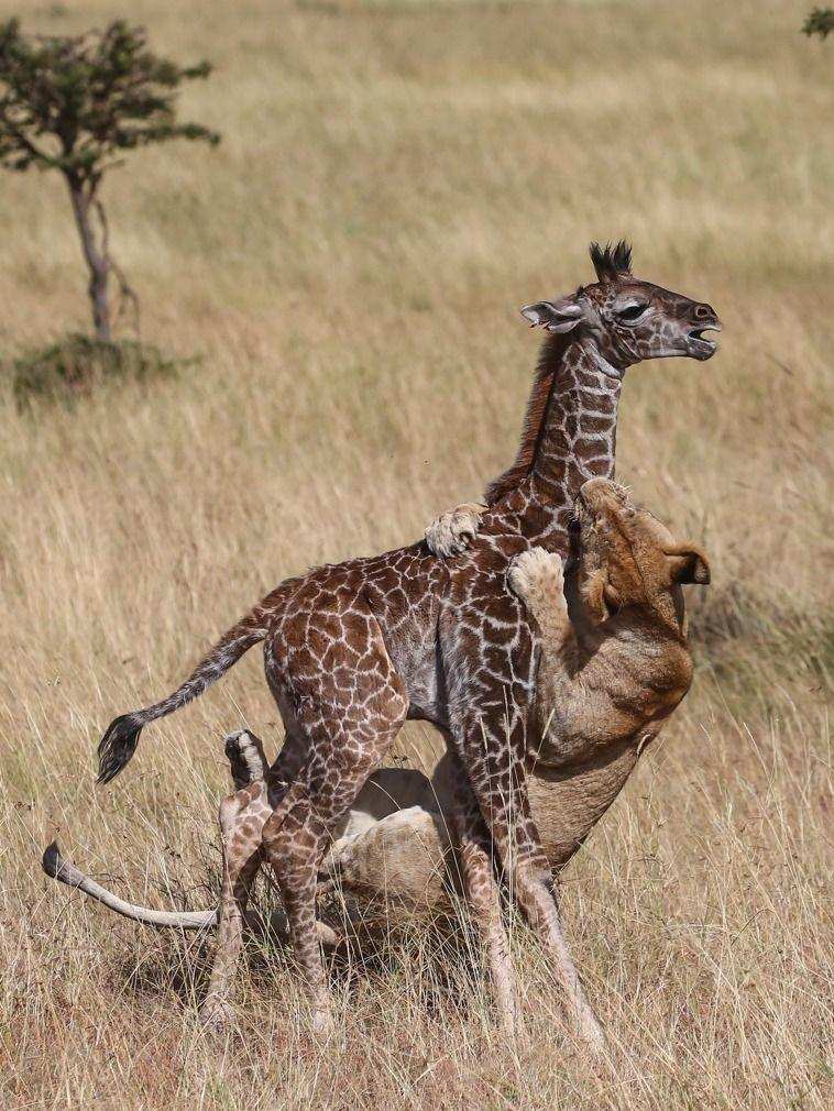 长颈鹿繁衍过程多久,长颈鹿是怎样产子的