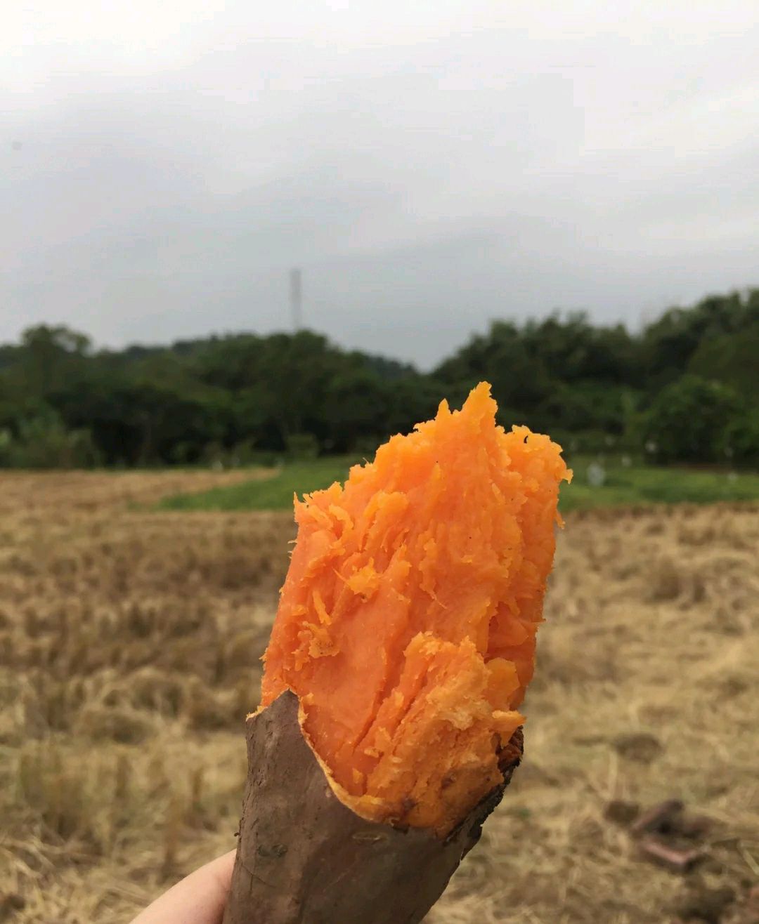 烧客家窑鸡的配料,烧窑鸡的过程