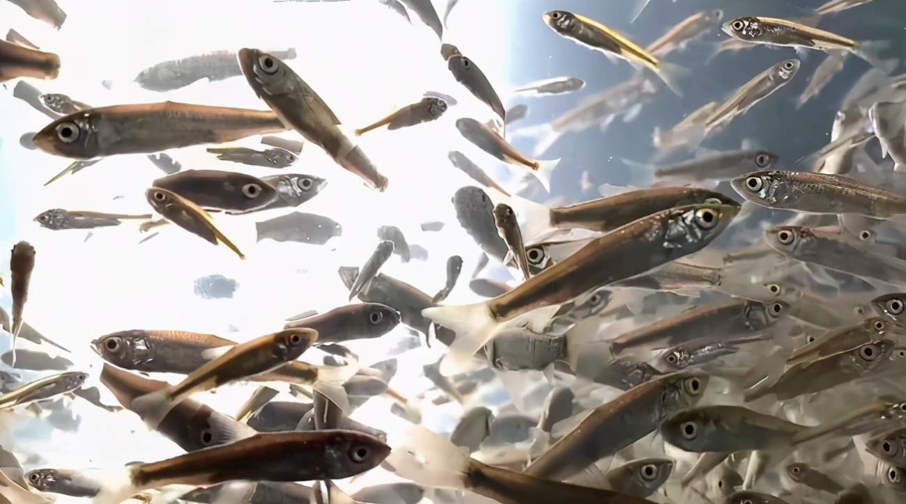 泥鳅养殖致富案例,80后小伙返乡养泥鳅