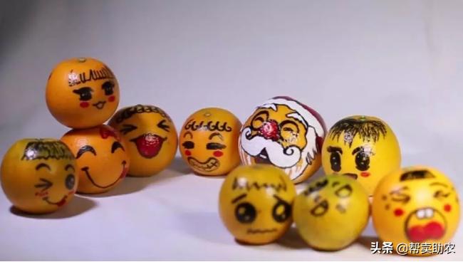 袁隆平摘冰糖橙,袁隆平到麻阳为冰糖橙提名