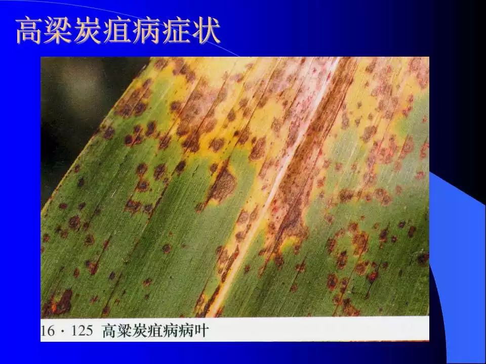 如何识别植物炭疽病和叶斑病,植物炭疽病的介绍