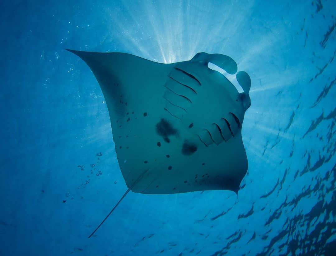 马尔代夫新岛优惠,马尔代夫英娜胡拉度假酒店