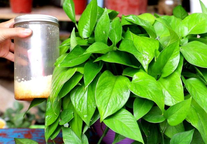 土培绿萝怎样让叶子生长快速,水培绿萝叶黄了怎么养才能更旺盛