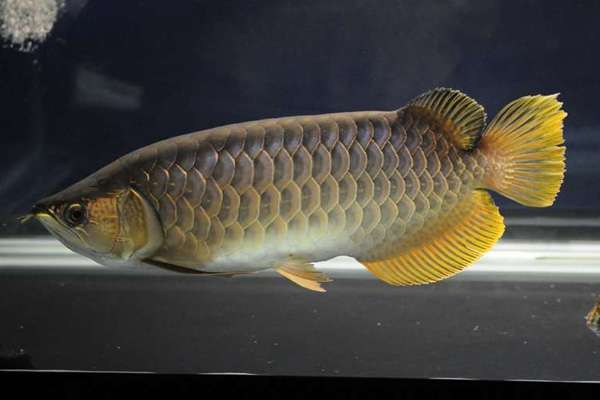 金龙鱼清香稻为什么贵,比金龙鱼还贵的鱼