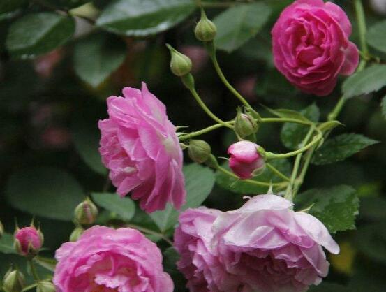 蔷薇花叶子发黄的原因和处理办法,蔷薇花叶子发白怎么办