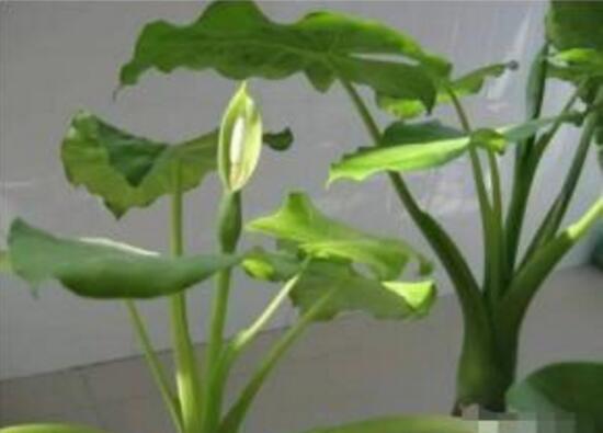 滴水观音夏天怎么养,滴水观音冬天养殖方法和注意事项