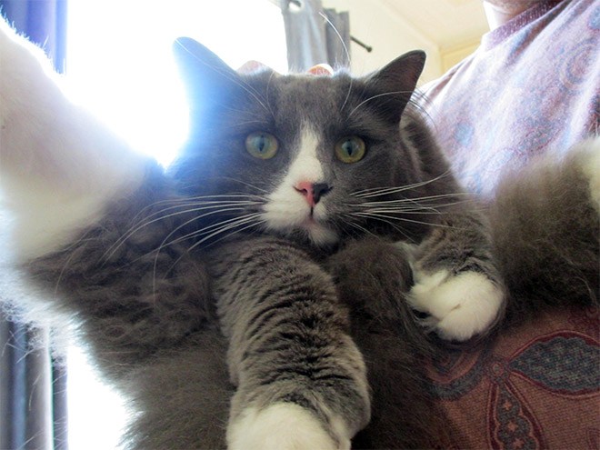 养猫前，你需要知道这些（1）