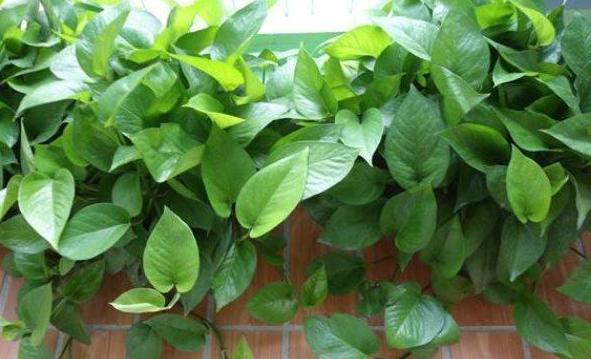 盆栽绿萝怎样才能长得茂盛,小盆栽绿萝怎么养才能更旺盛