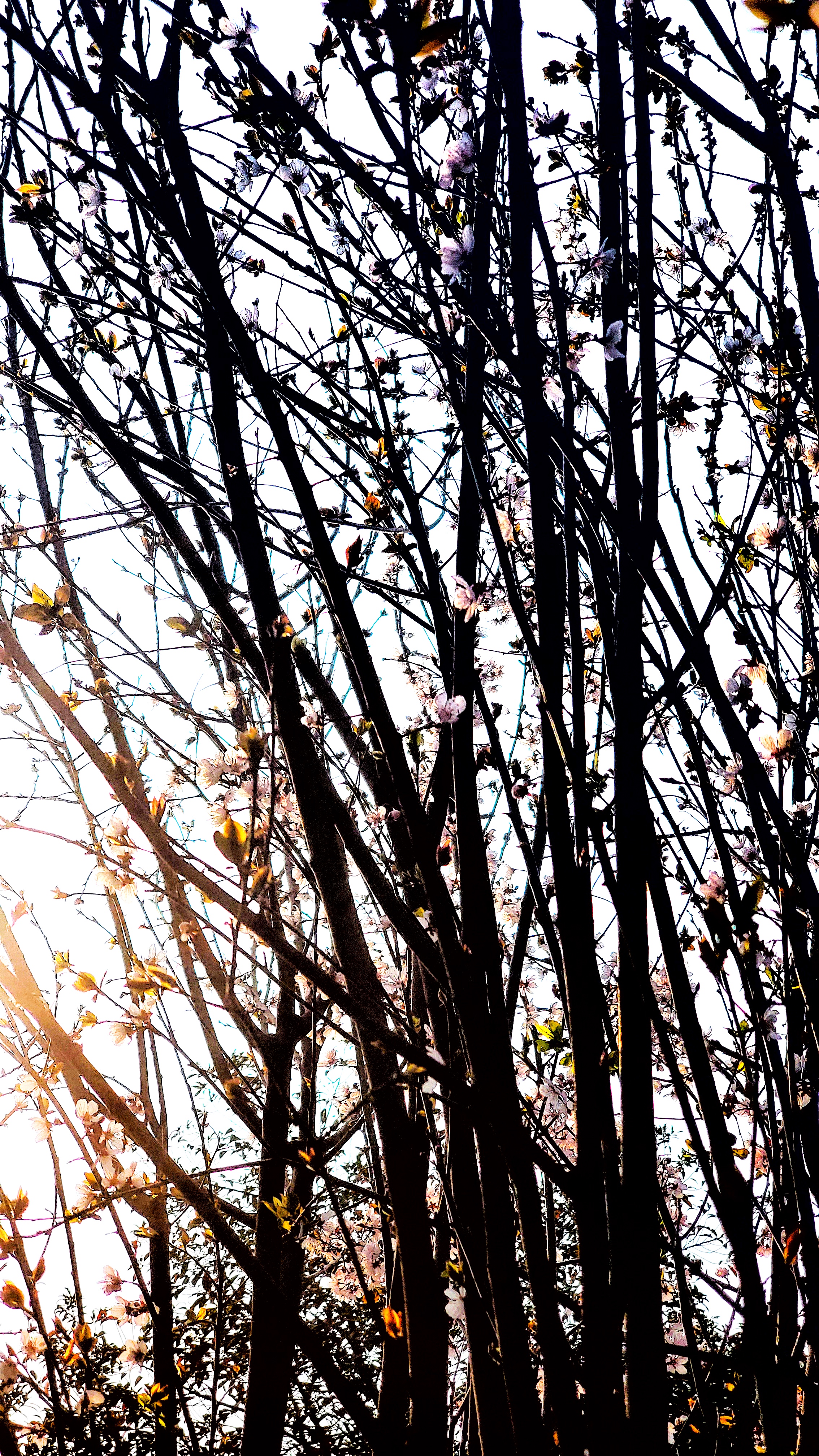 和春住。带着小神兽去踏青