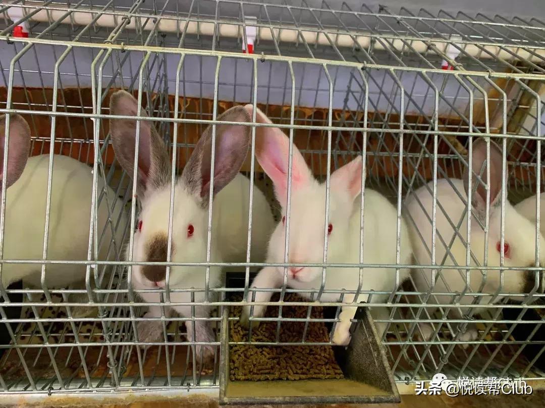 连成都人都赞不绝口的兔头空降安顺!这些兔兔还是安顺人自家养的