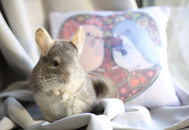 龙猫漫画视频大全,龙猫漫画真正的样子