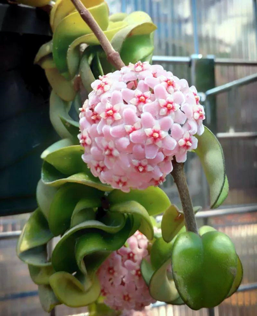 球兰的养护方法,球兰的日常养护