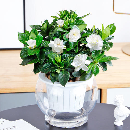 水培栀子花怎么养才开花,栀子花用水培正确养法