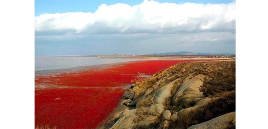 儿童画海洋生物简单画法,4-6岁儿童画海洋颜色
