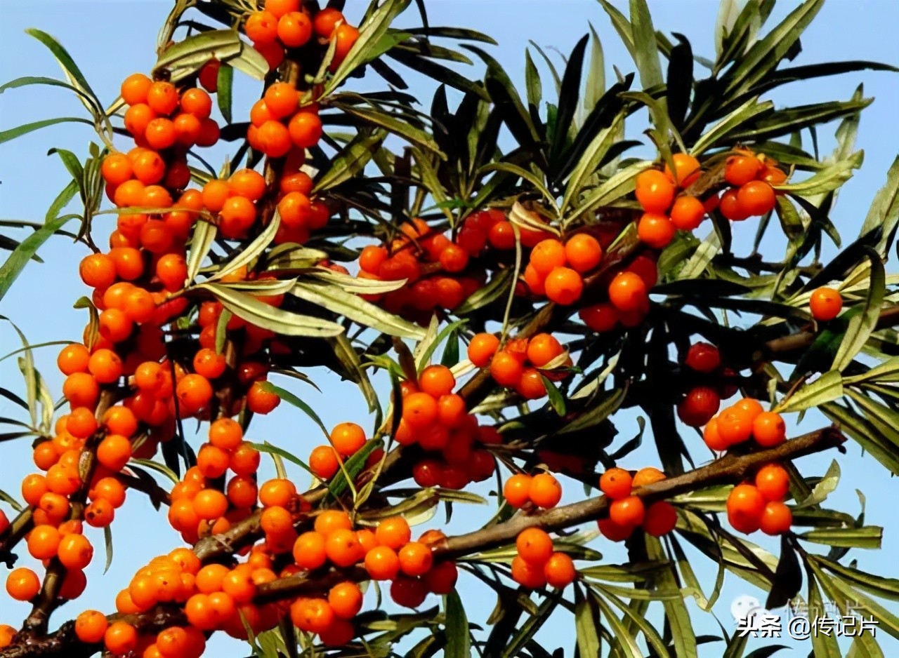 香妃故事完整版,香妃为什么身上是香的