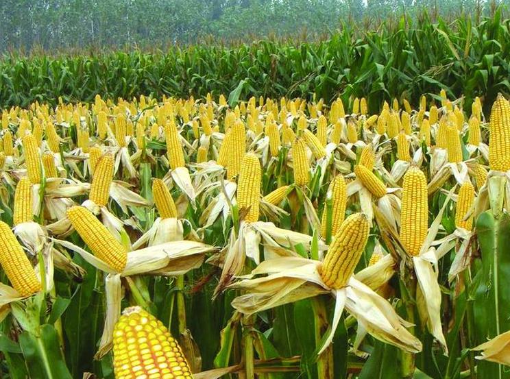 玉米出现肥害药害怎样快速解决,玉米种肥同播肥害现象