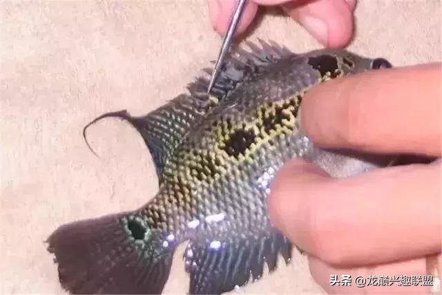 宠物整形美容,给宠物做美容多少钱