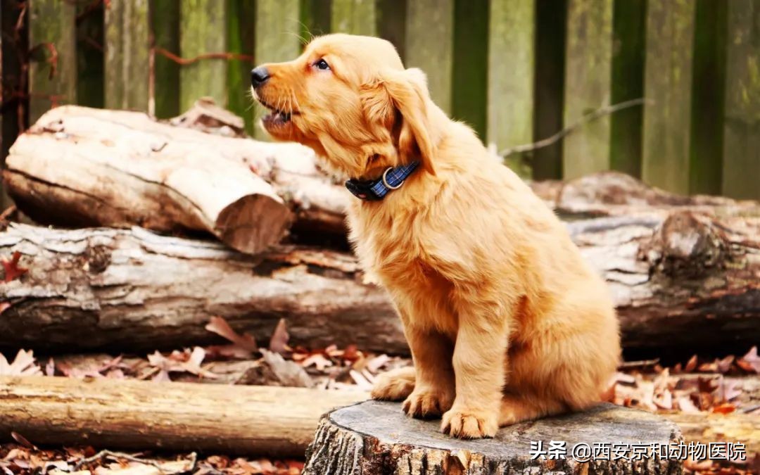 犬瘟有哪些症状啊,狗得犬瘟的症状