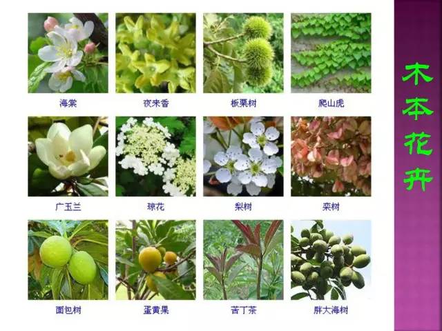 花卉大全500种观叶植物名称,1332种常见花卉植物图谱