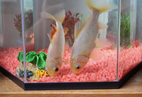 怎么养金鱼金鱼才不会死,正常情况下金鱼可以养多久