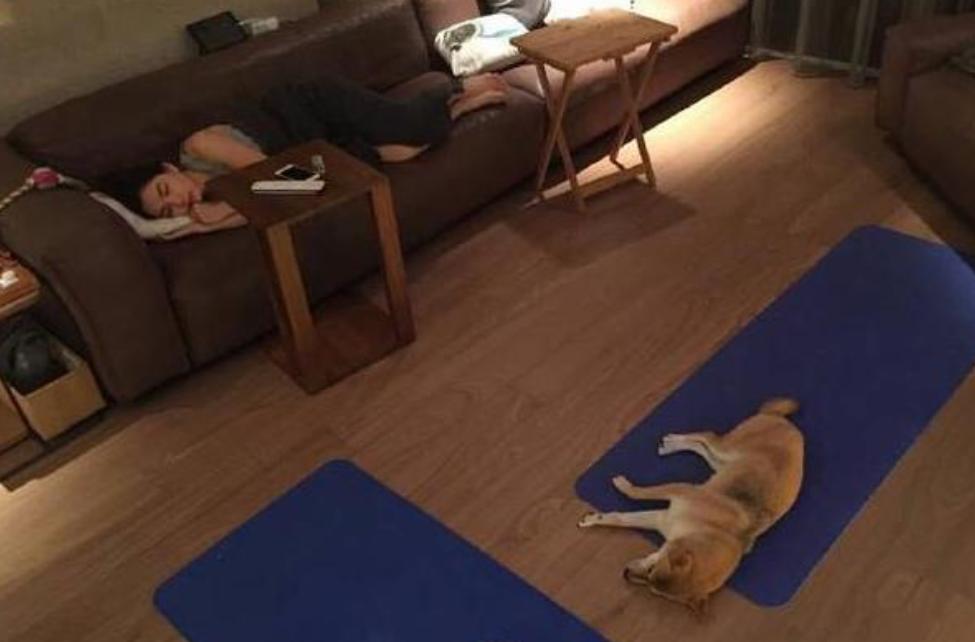 陈嘉烨经常在沙发上睡着，这沙发到底有多舒适？好想要同款啊