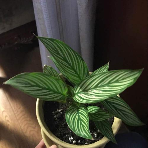 卫生间养这3种花轻松帮你除异味,适合放厕所吸异味的花草